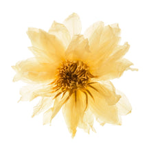 Load image into Gallery viewer, Enlightening Lotus: Floral Tisane
